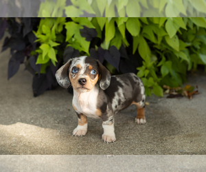 Dachshund Puppy for sale in BREMEN, IN, USA