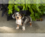 Image preview for Ad Listing. Nickname: Litter of 3