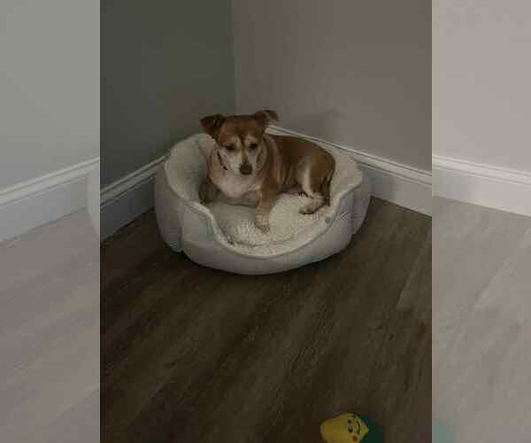 Medium Photo #2 Chihuahua-Unknown Mix Puppy For Sale in Middlesex, VT, USA