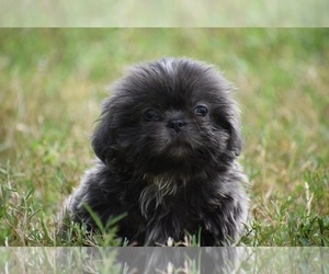 Shih Tzu Puppy for sale in PALM COAST, FL, USA