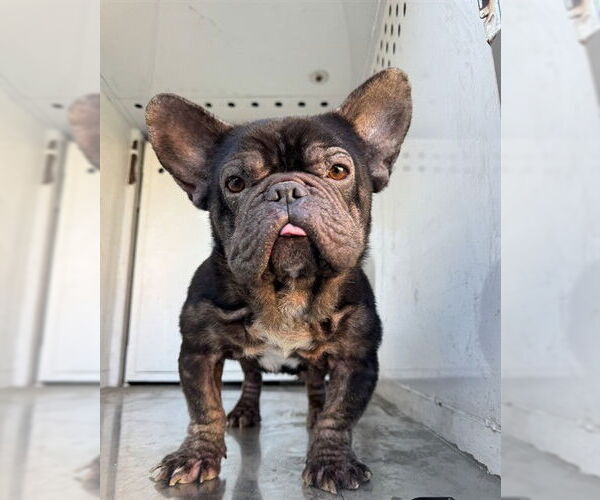 Medium Photo #1 French Bulldog Puppy For Sale in Stockton, CA, USA