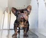 Small French Bulldog