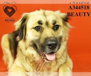 Australian Shepherd-German Shepherd Dog Mix Dogs for adoption in Stockton, CA, USA