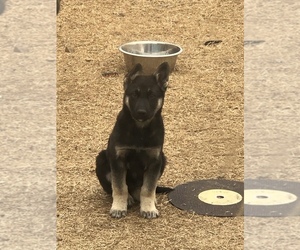 German Shepherd Dog Puppy for sale in OKC, OK, USA
