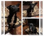 Small #1 Labrador Retriever Mix