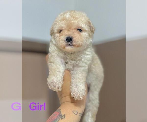 Medium Photo #5 Maltipoo Puppy For Sale in BALDWIN PARK, CA, USA