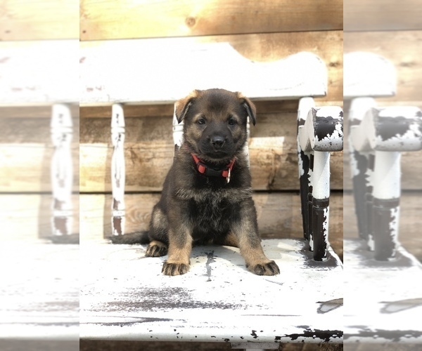 Medium Photo #2 German Shepherd Dog Puppy For Sale in BIRMINGHAM, PA, USA
