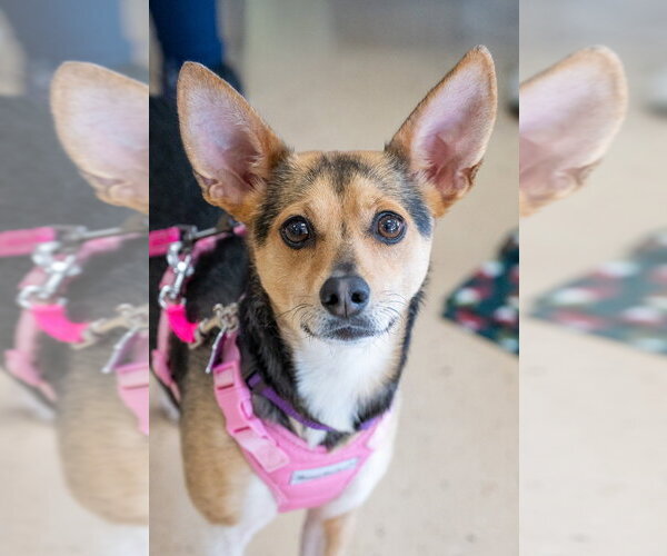 Medium Photo #14 Chihuahua-Unknown Mix Puppy For Sale in Mundelein, IL, USA