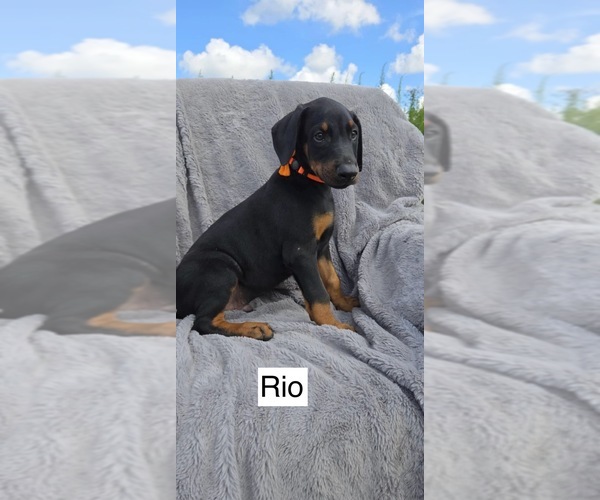 Medium Photo #1 Doberman Pinscher Puppy For Sale in POMEROY, OH, USA