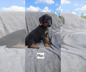 Doberman Pinscher Puppy for sale in POMEROY, OH, USA