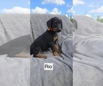 Image preview for Ad Listing. Nickname: Rio