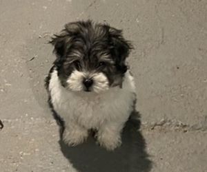 Morkie Puppy for sale in STONE MOUNTAIN, GA, USA