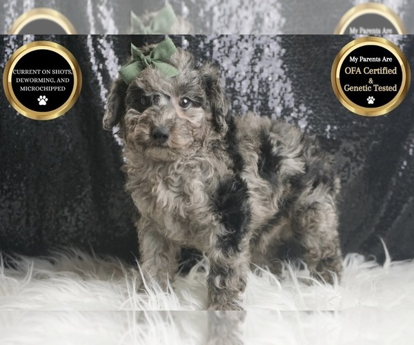 Medium Photo #7 Poodle (Toy) Puppy For Sale in WARSAW, IN, USA