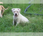 Image preview for Ad Listing. Nickname: Litter of 7