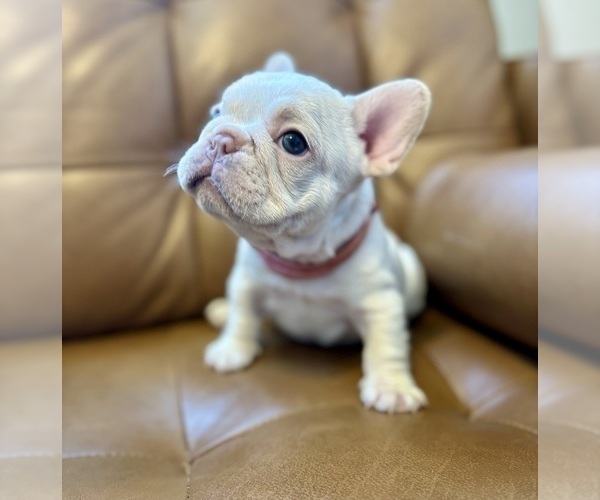 Medium Photo #3 French Bulldog Puppy For Sale in ENGLEWOOD, CO, USA