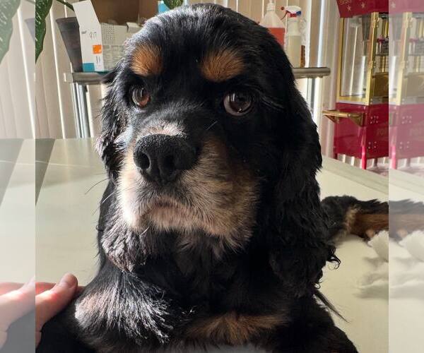 Medium Photo #2 Cocker Spaniel Puppy For Sale in Belleuve, NE, USA