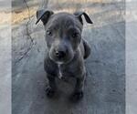 Small American Staffordshire Terrier Mix