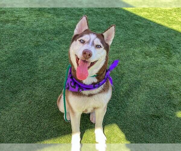 Medium Photo #1 Siberian Husky Puppy For Sale in Orange, CA, USA