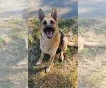 Small #20 German Shepherd Dog