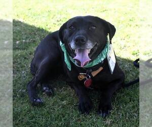 Karley - Female Labrador Retriever-Unknown Mix Dog for Adoption - Photo #16