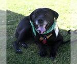 Small #15 Labrador Retriever Mix