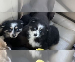 Pomsky Puppy for sale in BREMEN, MN, USA