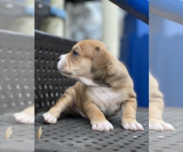 Medium Photo #5 American Pit Bull Terrier Puppy For Sale in TRENTON, NJ, USA