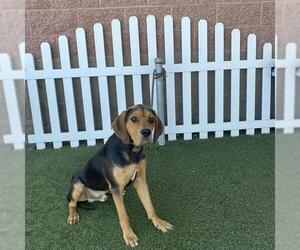 English Coonhound-Unknown Mix Dogs for adoption in Modesto, CA, USA