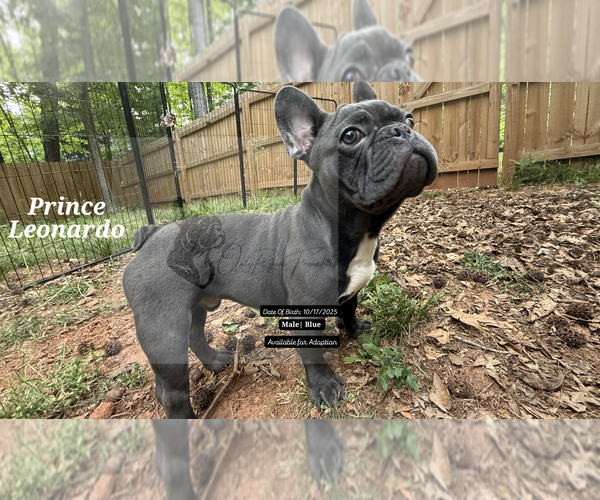 Medium Photo #1 French Bulldog Puppy For Sale in FAYETTEVILLE, GA, USA
