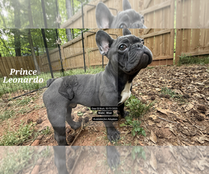 Medium French Bulldog