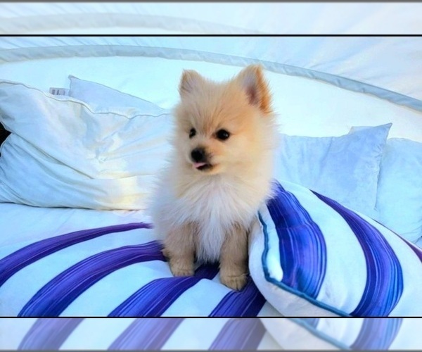 Medium Photo #8 Pomeranian Puppy For Sale in PARKER, AZ, USA