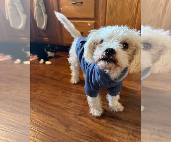 Medium Photo #2  Puppy For Sale in , 