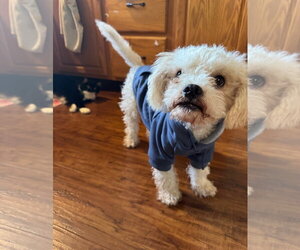 Poodle (Miniature)-Unknown Mix Dogs for adoption in Grafton, WI, USA
