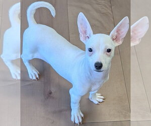 Chihuahua-Unknown Mix Dogs for adoption in San Bernardino, CA, USA