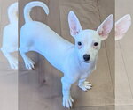 Prada - Male Chihuahua-Unknown Mix Dog for Adoption - Small photo