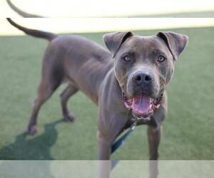 American Pit Bull Terrier Dogs for adoption in Martinez, CA, USA