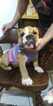 Small Photo #2 English Bulldog Puppy For Sale in EAST HAVEN, CT, USA