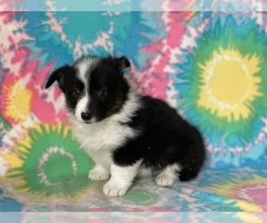 Pembroke Welsh Corgi Puppy for sale in LANCASTER, PA, USA