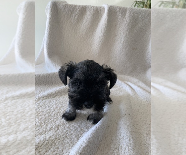 Medium Photo #1 Schnauzer (Miniature) Puppy For Sale in EDMOND, OK, USA