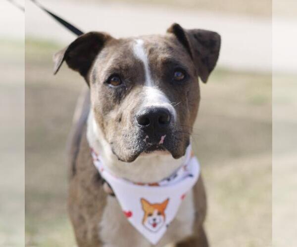 Medium Photo #1 American Staffordshire Terrier-Unknown Mix Puppy For Sale in San Antonio, TX, USA