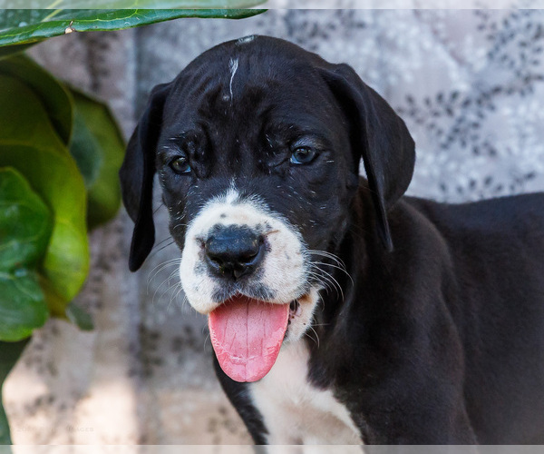 Medium Photo #7 Great Dane Puppy For Sale in WAKARUSA, IN, USA