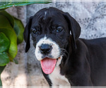 Small #6 Great Dane