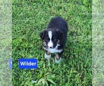 Puppy Wilder Australian Shepherd
