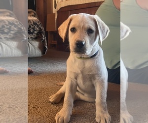 Labrador Retriever Puppy for sale in MARIPOSA, CA, USA