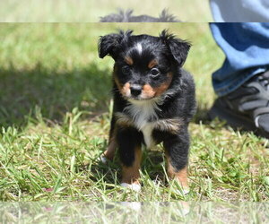 Miniature American Shepherd Puppy for sale in PALM COAST, FL, USA