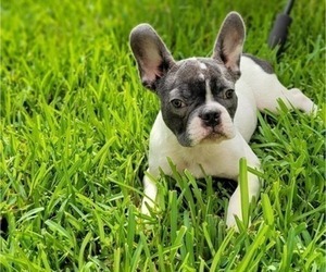 Medium French Bulldog