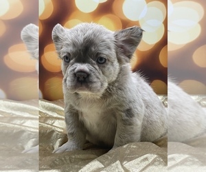 French Bulldog Puppy for Sale in FOLSOM, California USA