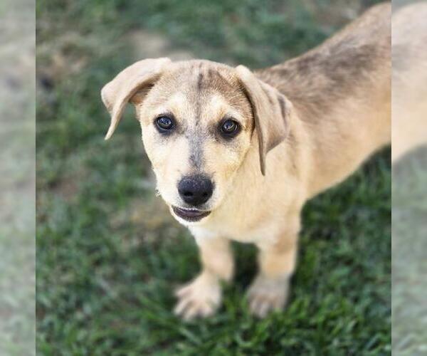 Medium Photo #2 Labrador Retriever-Unknown Mix Puppy For Sale in San Diego, CA, USA
