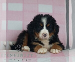 Bernese Mountain Dog Puppy for sale in ATGLEN, PA, USA