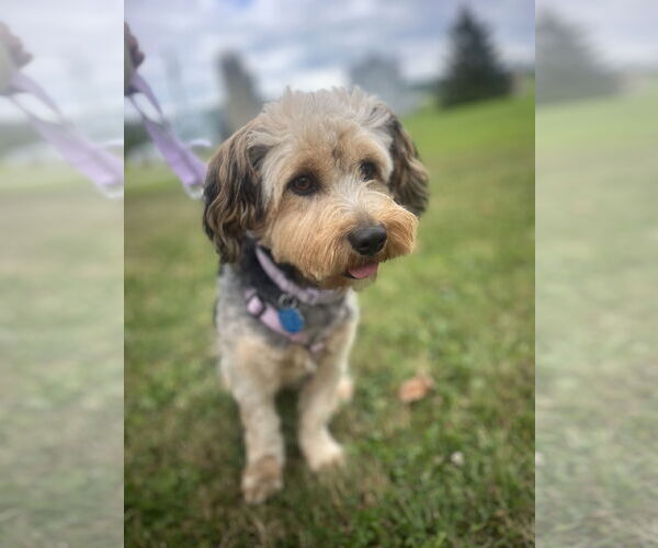 Medium Photo #10 Mutt Puppy For Sale in Allentown,, PA, USA